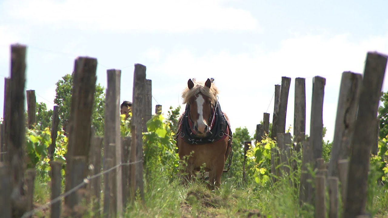 Itinéraire bis à Condéon en Charente