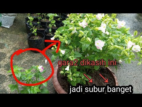 Video: Jenis-Jenis Bunga Fuchsia - Pelajari Tentang Varietas Fuchsia yang Tegak dan Tertinggal