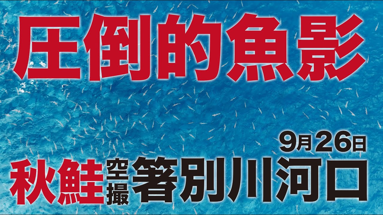 【鮭釣り】9月26日北海道 留萌方面 増毛町 箸別川空撮 圧倒的魚影 爆釣確認【アキアジ】