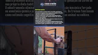 lobo-guará Fernandópolis/SP #ciencia #mundo #mundo #pets #curiosidades
