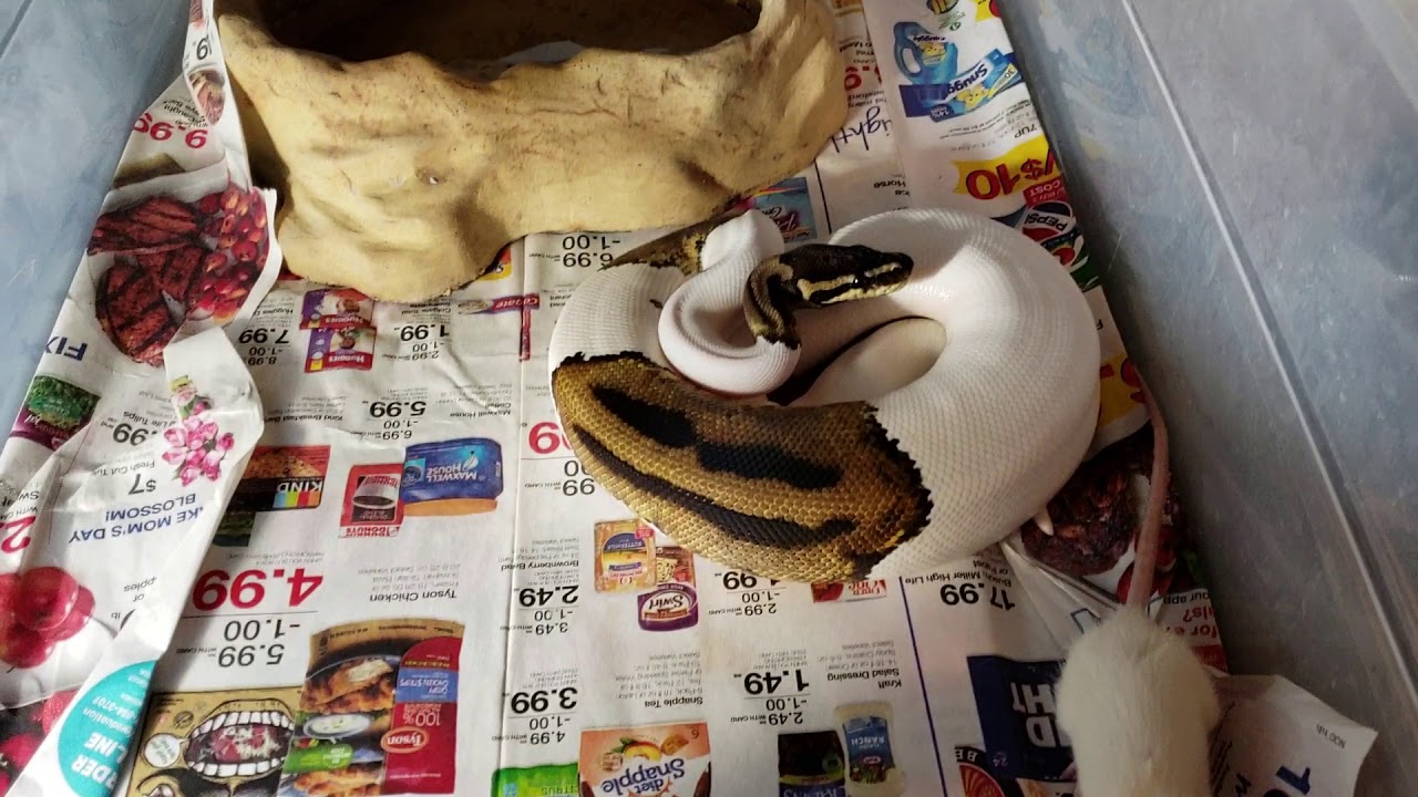 green anaconda feeding Pied ball python eating. **warning..live feeding**