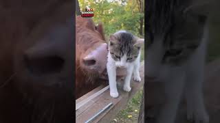 #Shorts Epic Cat vs Dog Fails: Hilarious Moments That Will Make You LOL!