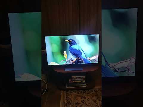 Телевизор Samsung OLED 83" QE83S90FAEXUA фото от покупателей 4