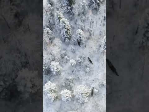 قطيع ذئاب في اجمل الصور