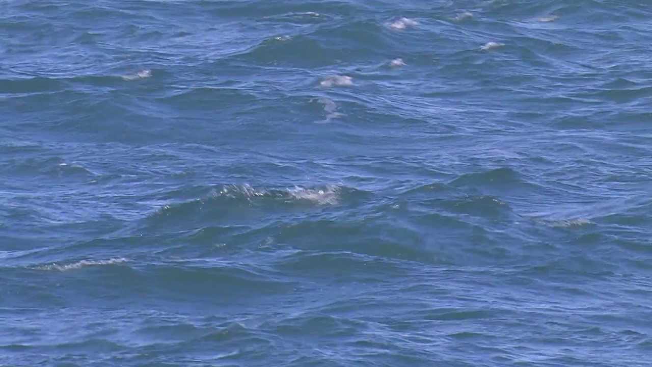 Manxies - Manx Shearwaters - Puffinus puffinus