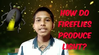 How do Fireflies produce Light How do Fireflies Glow