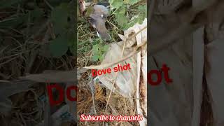 Long Range Dove Hunting | Air Gun Hunting AIRGUN HUNTNG WITH SCOPE IN DOVE HUNTING PAKISTAN