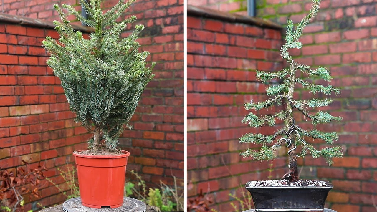 Recreating Greenwood bonsai studio £10 dwarf spruce YouTube