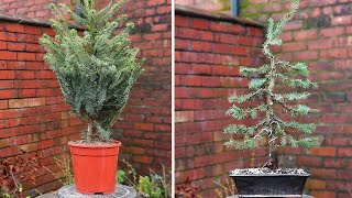 Recreating Greenwood bonsai studio £10 dwarf spruce