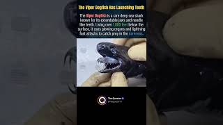 The Viper Dogfish #nature #intrestingfacts