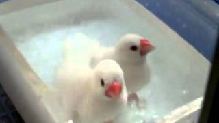 Very cute white sparrows get execited taking shower