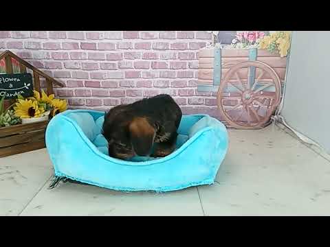 703838 Ｍ・ダックスフンド（ワイヤーヘアー）