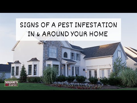 Signs of a Pest Infestation
