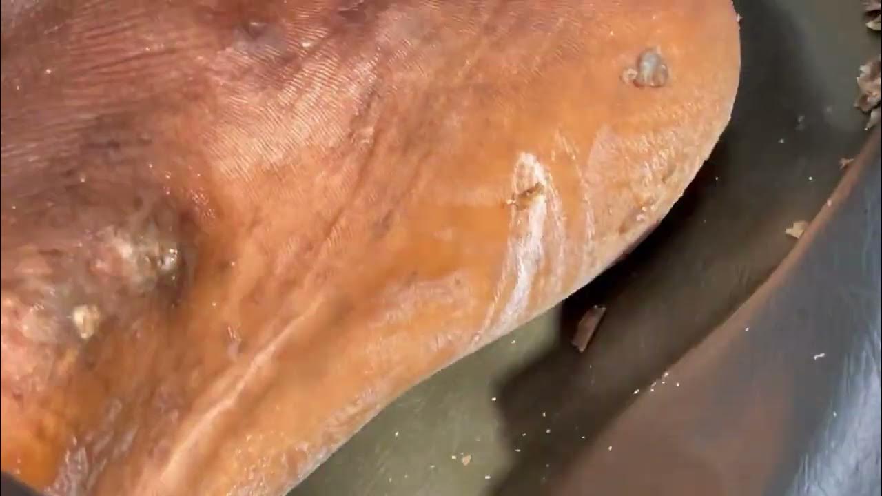 Jigger digging Fred's right foot for the second time Jan 13th 2023