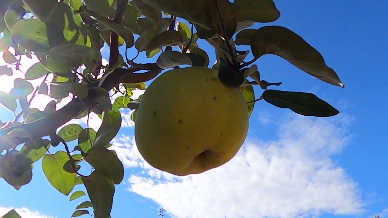 DUNJA kao PERSPEKTIVNA VOĆKA