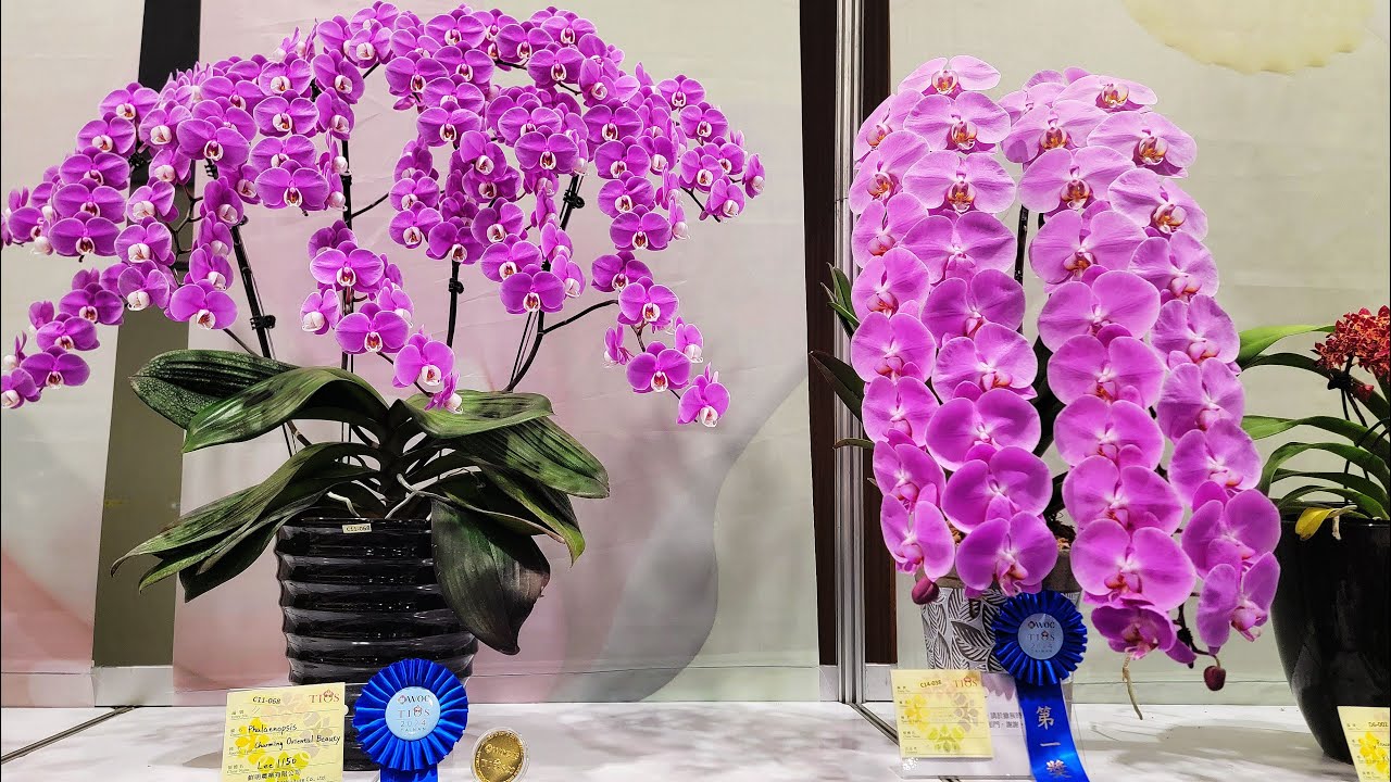 第一名各蘭屬得獎花！2024第23屆世界蘭展在台南 The 23rd World Orchid Show in 2024-the first  place in orchids