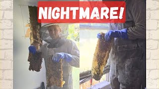 One Of My Biggest Wild Beehive Removals Ever
