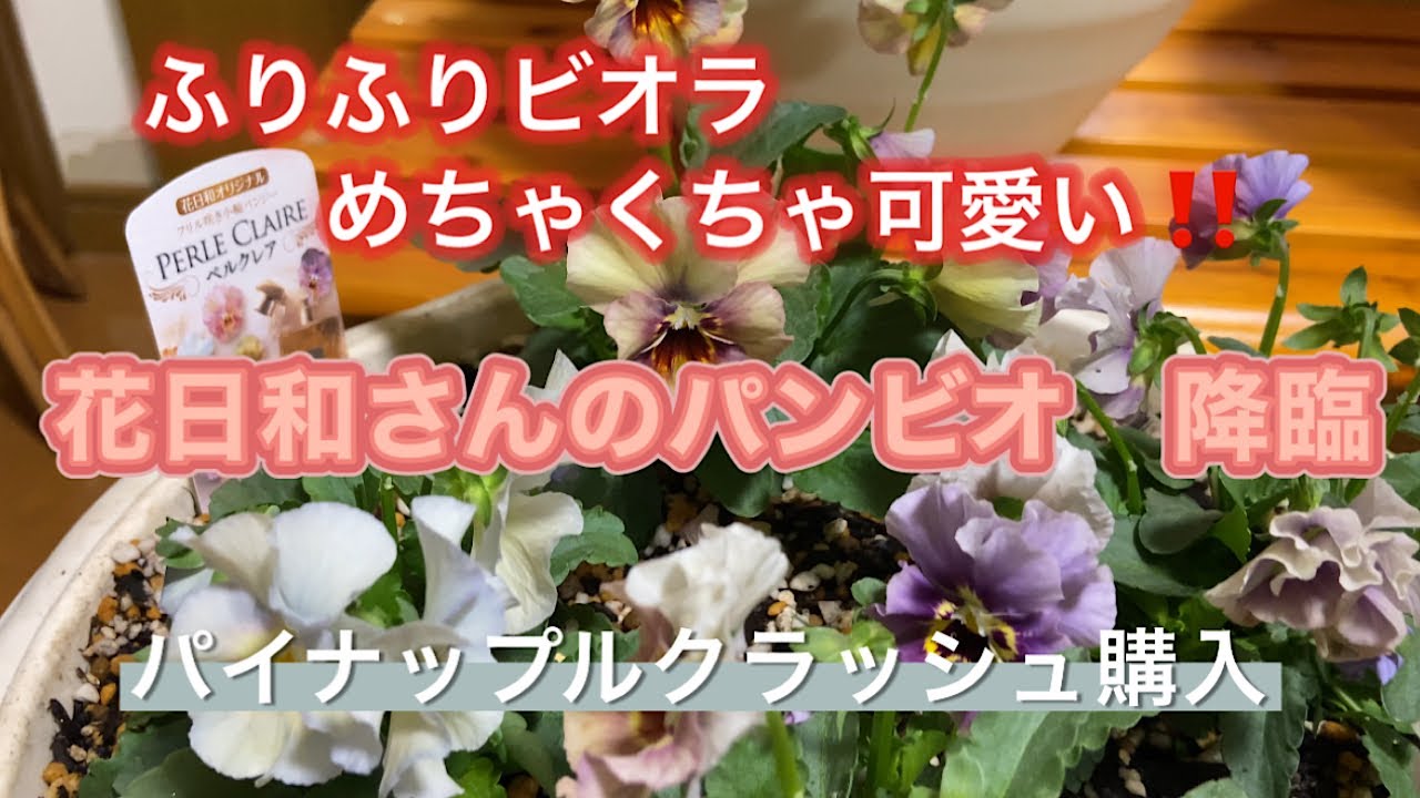 Hanabiyori Viola Introduction] Pineapple Crush Purchase - YouTube