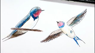 ツバメ ペン画と色鉛筆の絵の描き方簡単イラスト Youtube