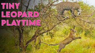 Mother Leopard Watches Her Baby Discover The World