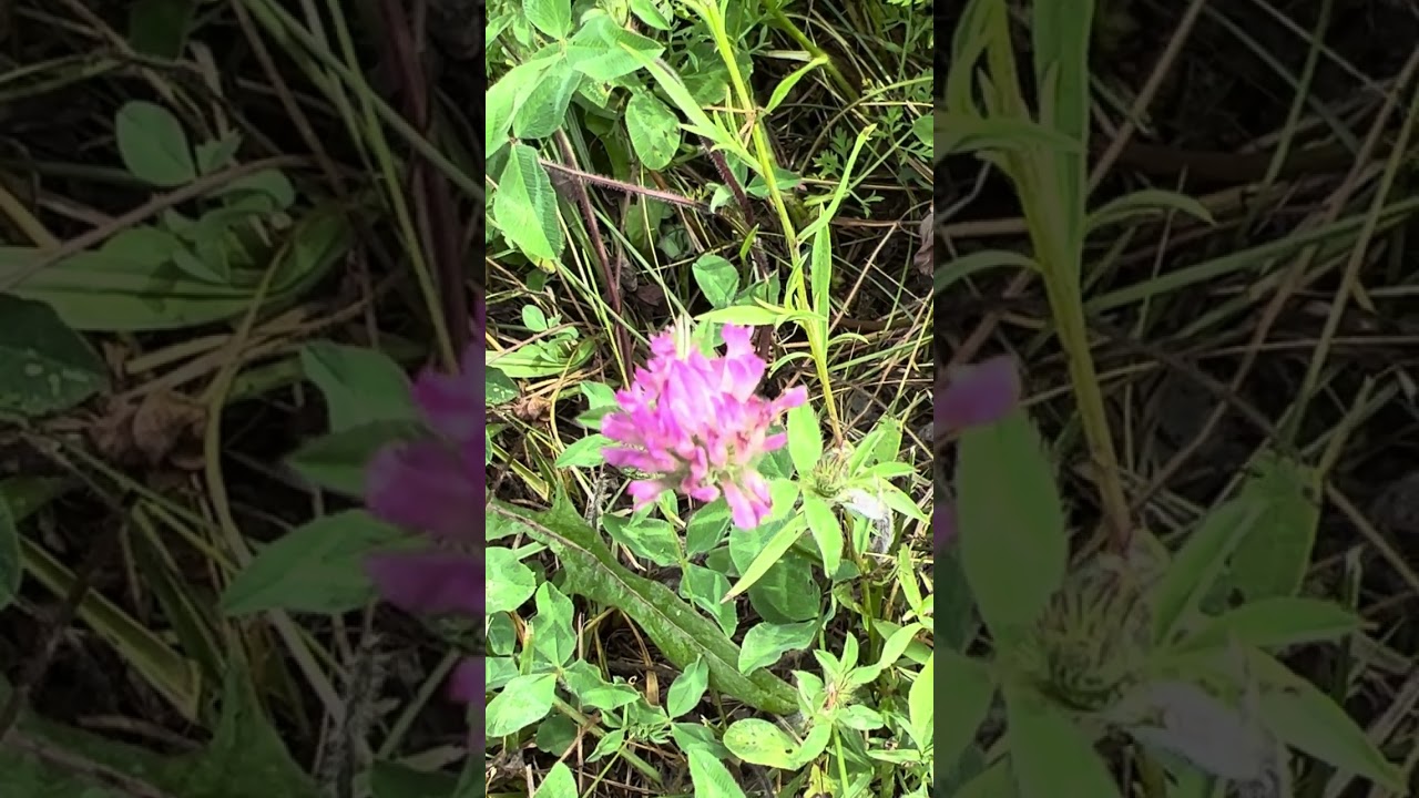 Red clover 