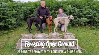 Ferreting Open Ground - 23 rabbits removed