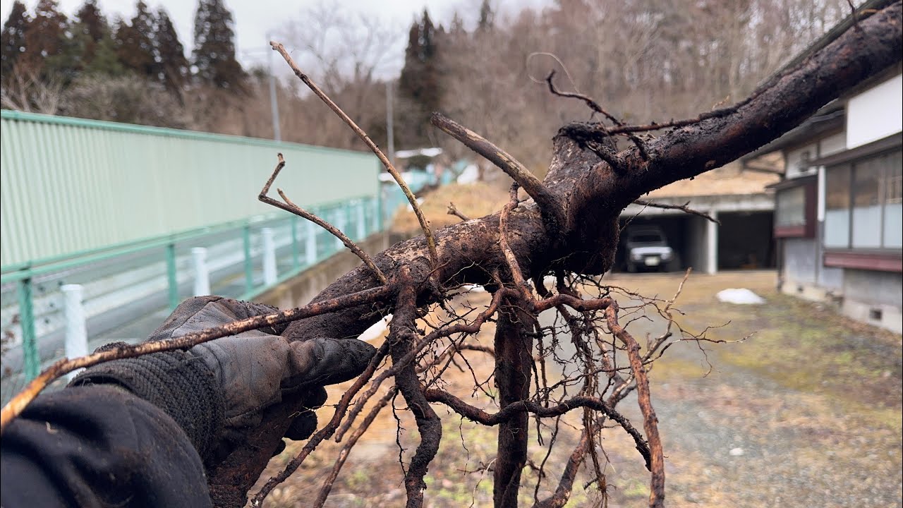 購入した空き家で草むしり。雪が溶けてきたので草でも抜こうとしたらラスボスが表れ降参しました。