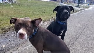 Two Dog Heel at Lowes Nala Smoke Pit Bulls Cincinnati Dog Trainers Off Leash K9