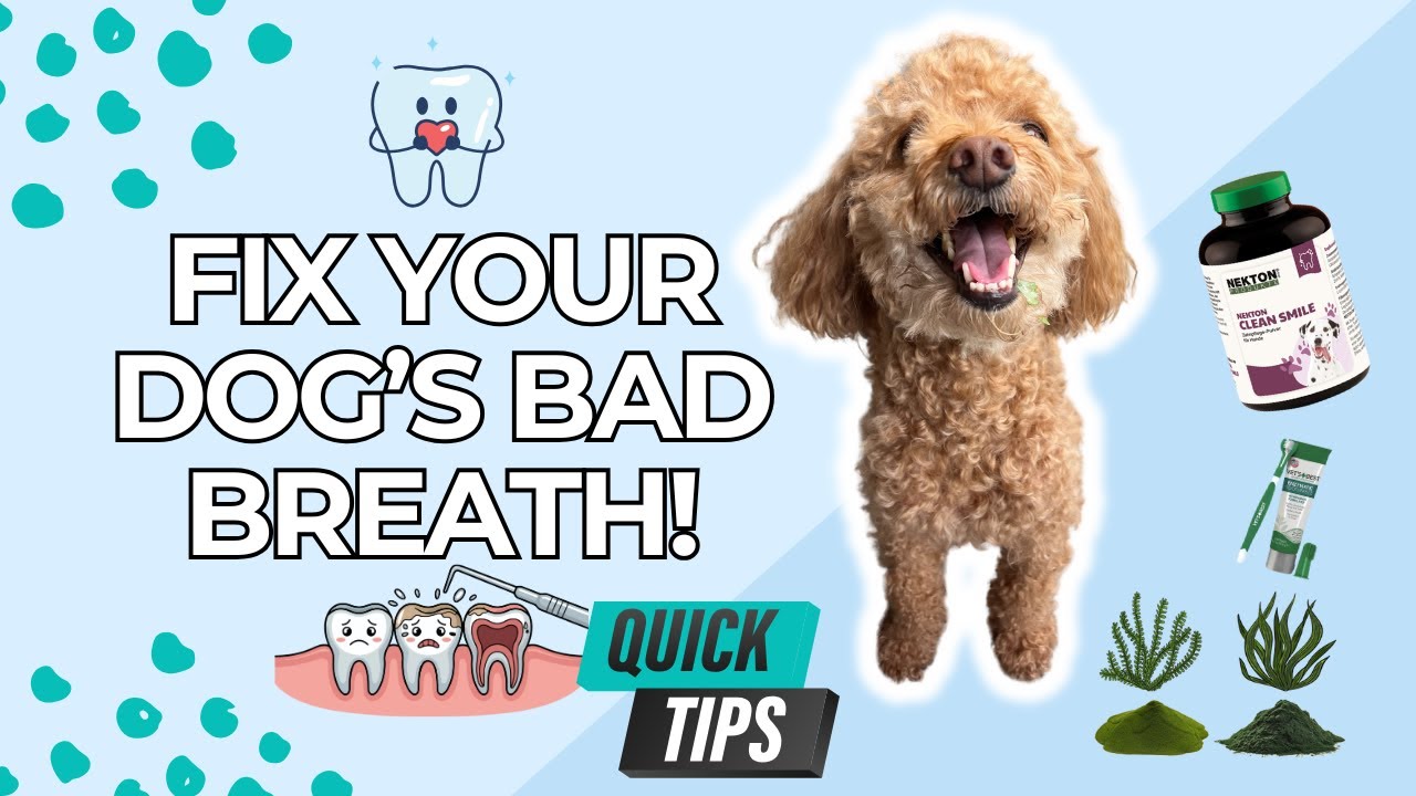 Процедура ухода за зубами собаки, которую можно выполнять за 5 минут в день!