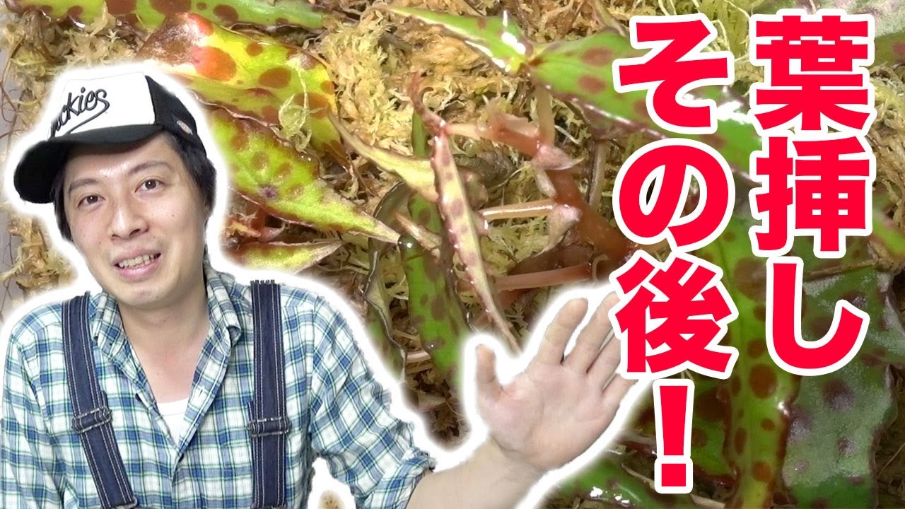 原種ベゴニア】アンフィオクサスの葉挿し増殖 その後！【希少植物