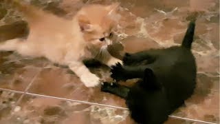 КОТЯТА УЧАТСЯ ХОДИТЬ И ДРАТЬСЯ. КОТЯТА УЧАТСЯ ХОДИТЬ И ДРАТЬСЯ.