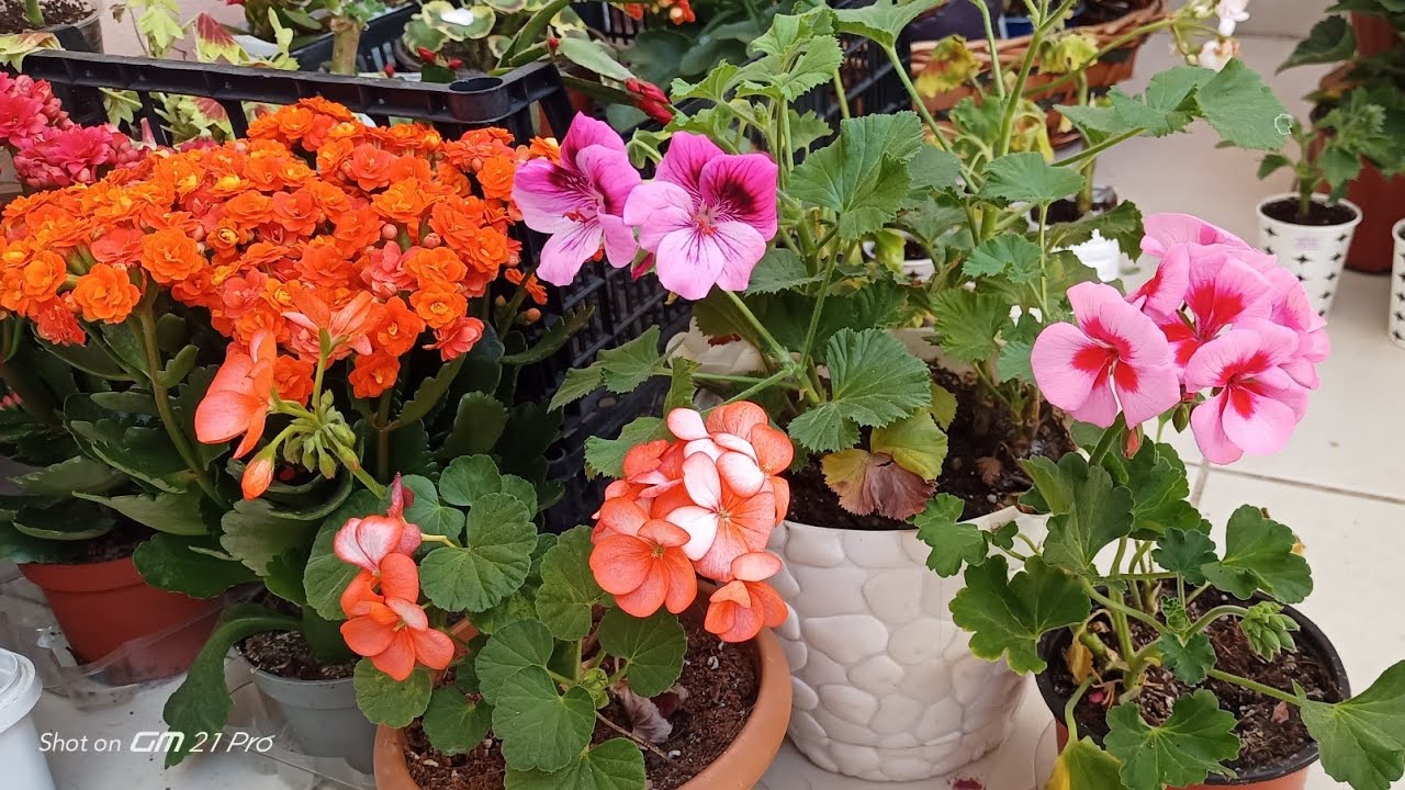 Zeynebin güzel çiçekleri 🌺🌺🌺 çiçek kargolama videosu💐🌺🌹