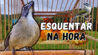 Download Lagu ESQUENTAR TRINCA FERRO FRIO TRINCA FERRO NO MATO FAZ CANTAR SEU TRINCA FERRO MELHOR ESQUENTAR TRINCA MP3