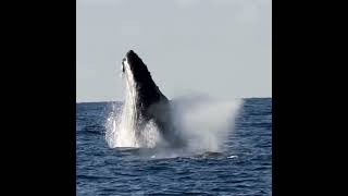 WORLD OCEANS DAY