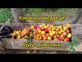 Кабаны и медведи будут довольны