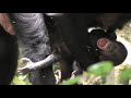 BONOBO is a peaceful great ape!【Observations of Bonobos #200】