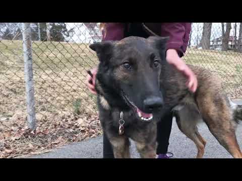 king-of-prussia-dog-trainers-|||-olk9-lehigh-valley-|||-2-year-old-malinois/gsd,-rip
