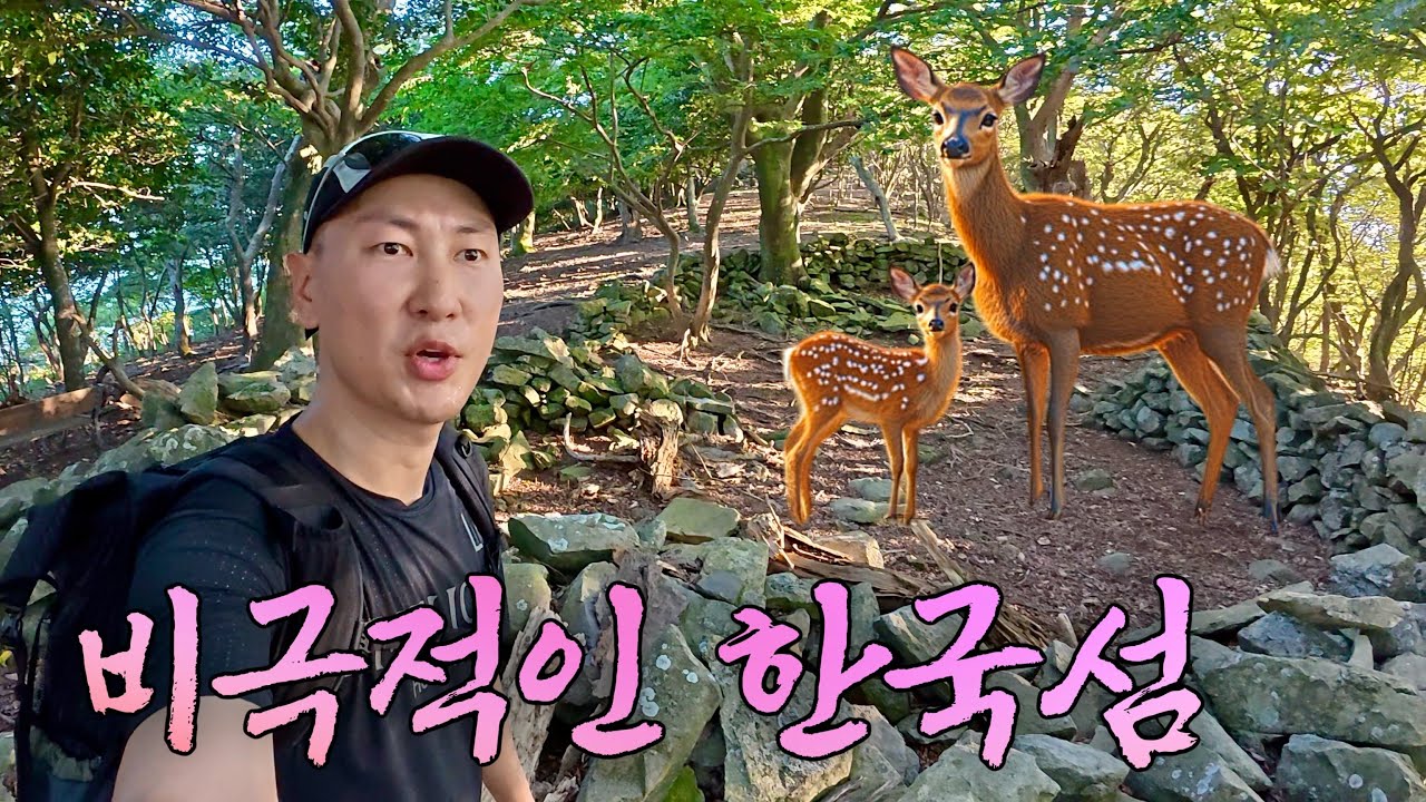 사람보다 많다… “사슴 1000마리가 점령한” 서해 외딴섬