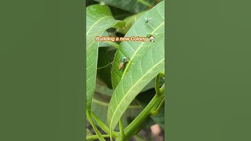 Weaver Ants building a new Colony – Macro View #weaverants #macrophotography #asmr