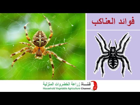فوائد العناكب في المكافحة البيولوجية 