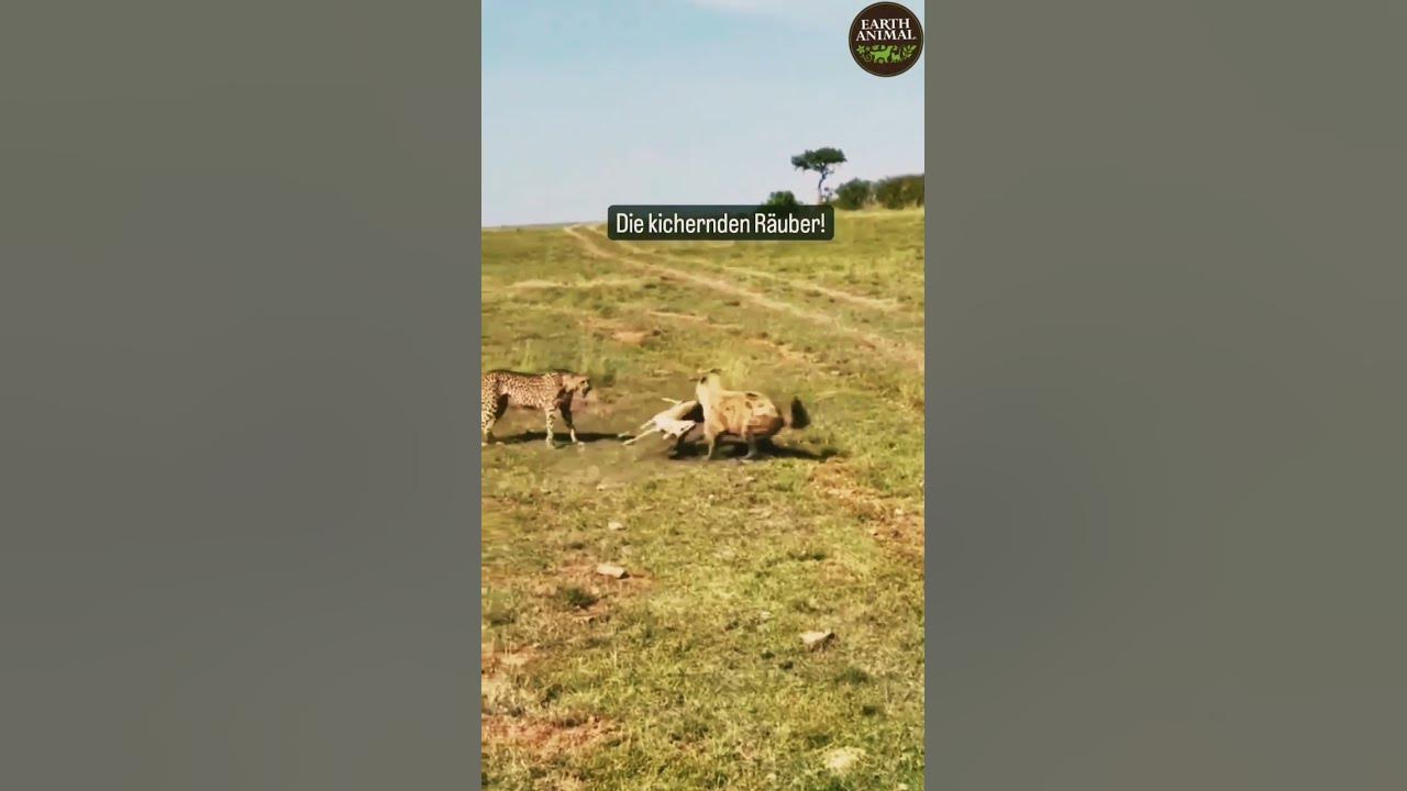 hyena eats cheetah beest_ig #wildlife - YouTube