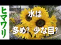 【ヒマワリ】水揚げは?    「お花屋」 と言うか 「仲卸」です。  花を必要とするすべての方どうぞお越しください。