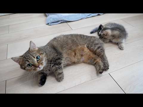Cute kitten that even plays with its mother cat's tail as a toy...