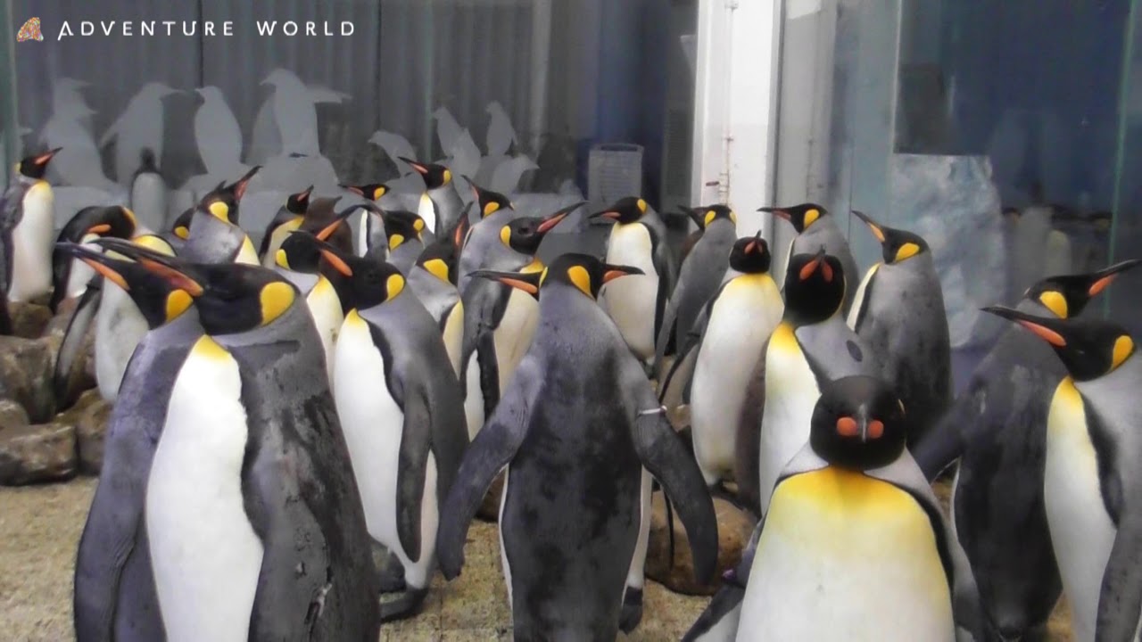 アドベンチャーワールド キングペンギン ペンギン王国紹介 モフモフのヒナも Youtube