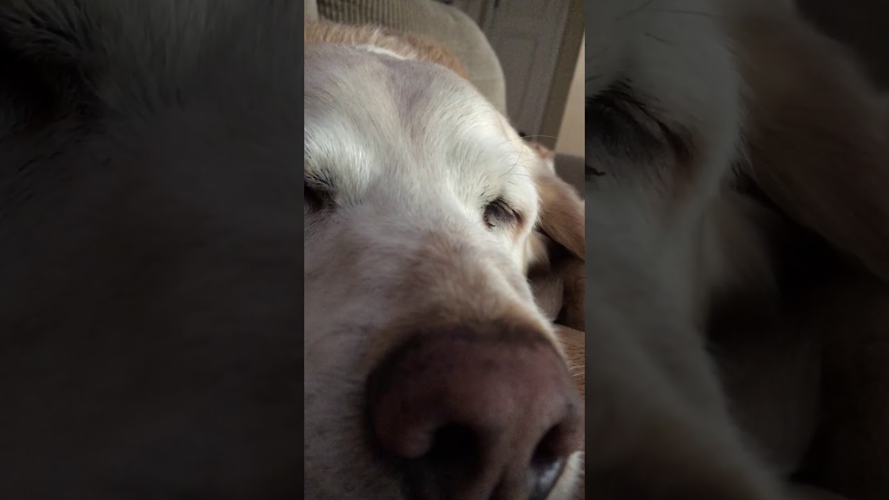 loud snoring dog YouTube