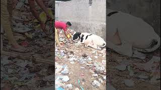 👉 "Jise tum kuda samajhte ho… wo kisi ka khana ho sakta hai ❤️" #shorts #CowSeva #Gaumata #help