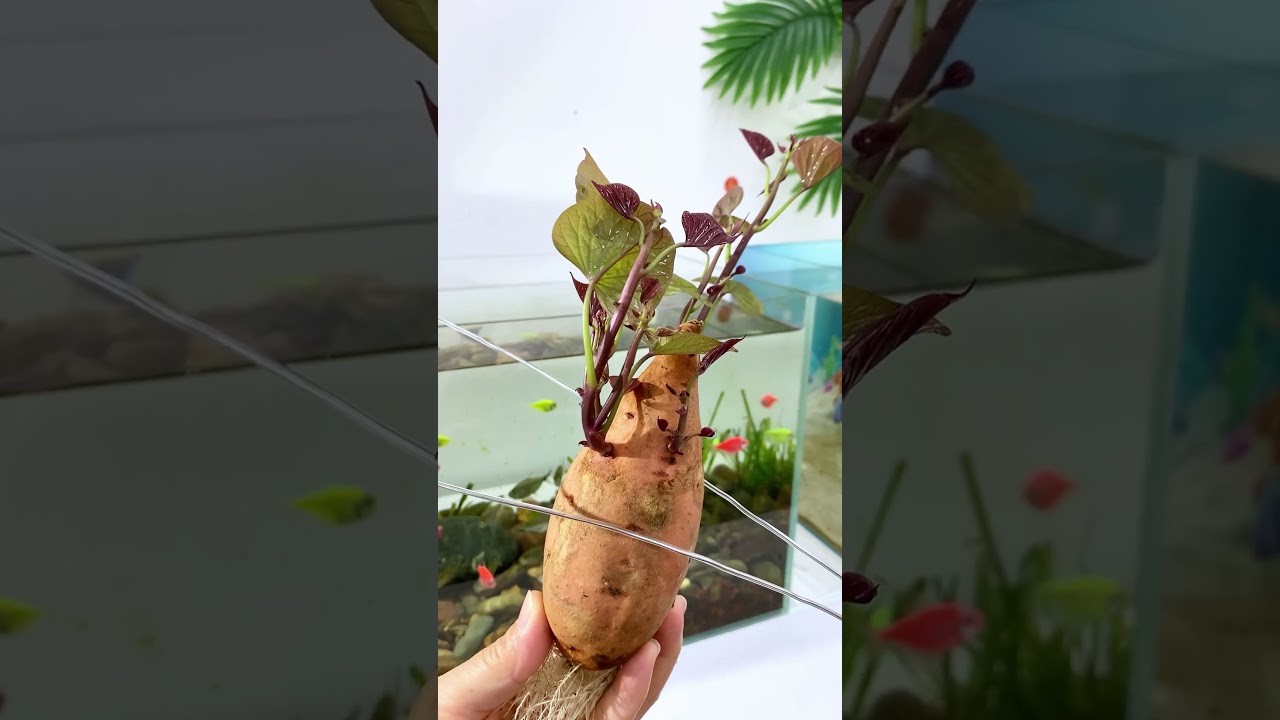 super simple method to beautify the fish tank with sweet potatoes and purify the water quality 