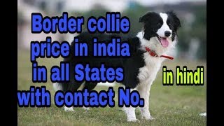 Border Collie Price In India In All States With Contact No In Hindi Dob Youtube