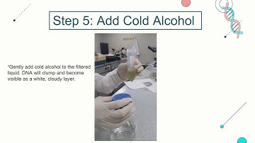 dna extraction from onion