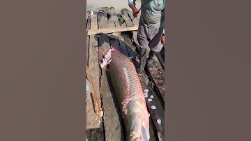 Arapaima Fish Scales😱 #shorts #facts